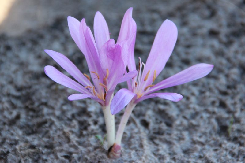 Colchicum tenoriiHerfsttijloos bestellen